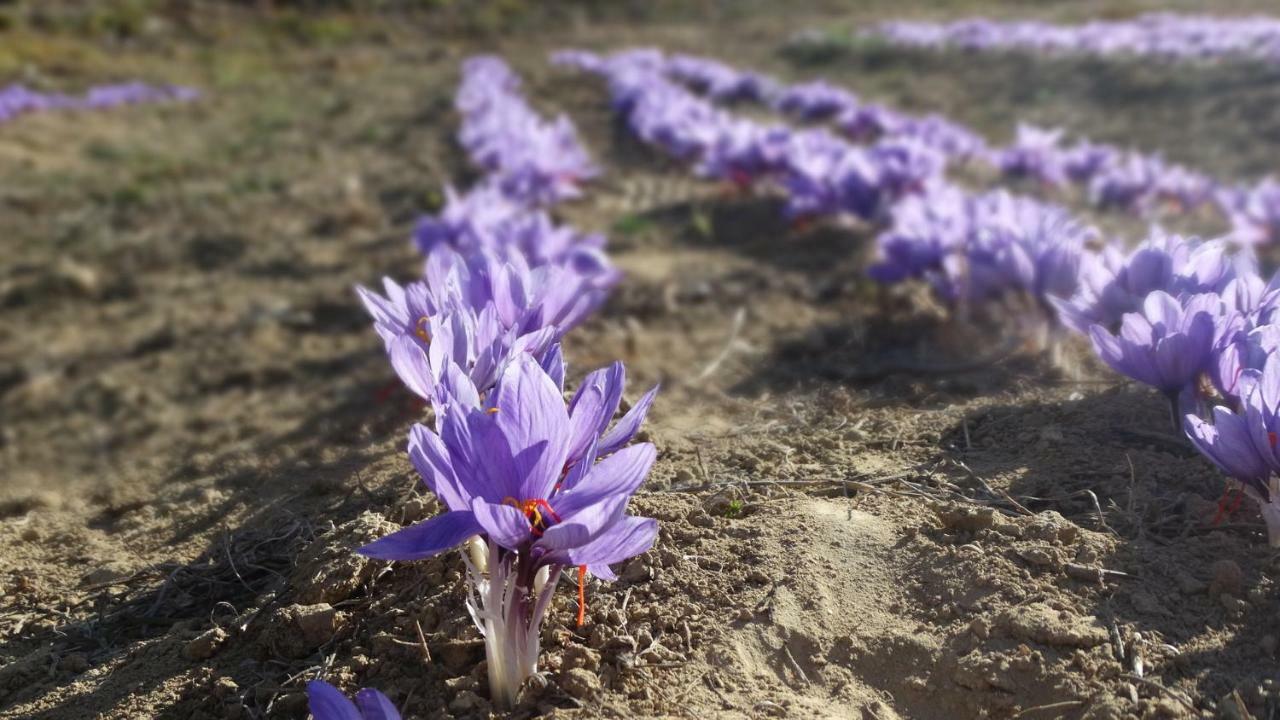 Corte Di Langa Cossano Belbo Dış mekan fotoğraf